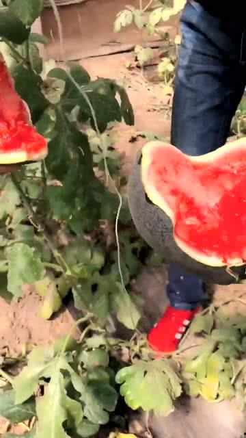 黑料吃瓜网apk普通安装  第2张